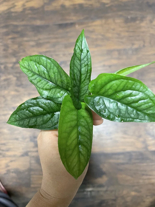 Monstera Siltepecana Cuttings 5 Pack | Tropical Houseplant Propagation | Rare Variegated Indoor Plant | Monstera siltepecana