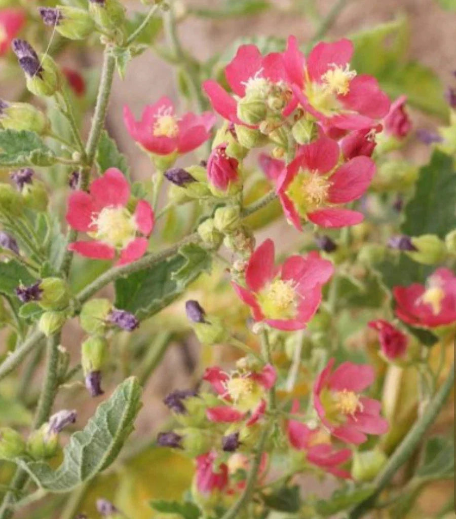 Desert Globemallow Flower Seeds - Sphaeralcea ambigua - Drought-Resistant Wildflower Seeds for Gardens & Landscapes