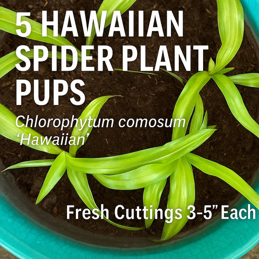 Hawaiian Spider Plant Pups - 5 Fresh Cuttings - Chlorophytum comosum ‘Hawaiian’ Indoor Houseplant Decor