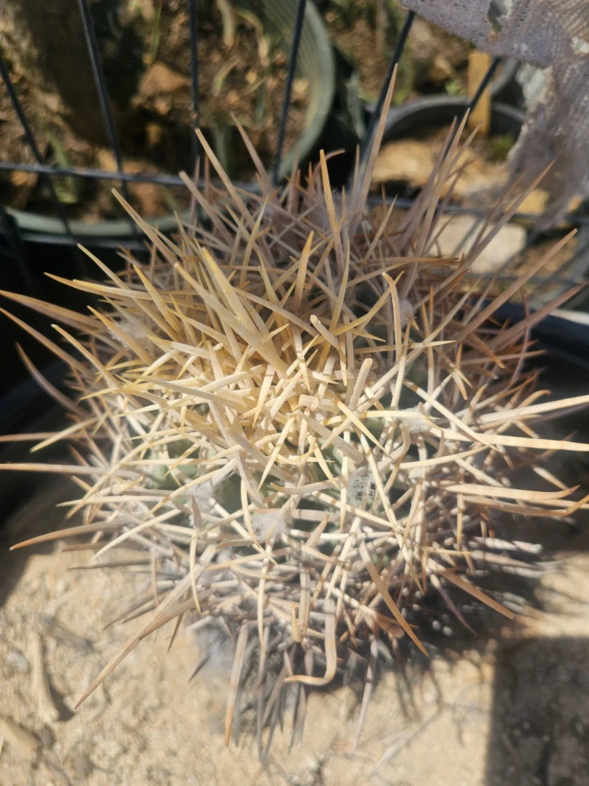 Echinopsis Xeranthemoides Cactus 6-Inch Pot, Unique Succulent, Easy Care Houseplant, Low Maintenance Indoor Plant