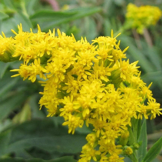 Goldenrod Bare Root Plant - Solidago Perennial with Vibrant Yellow Flowers - Live Garden Flowering Plant