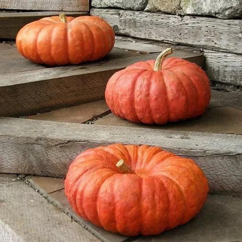 Cinderella Pumpkin Seeds - 10 Organic Non-GMO Seeds - Cucurbita pepo - USA Grown for Fall Decorations and Baking