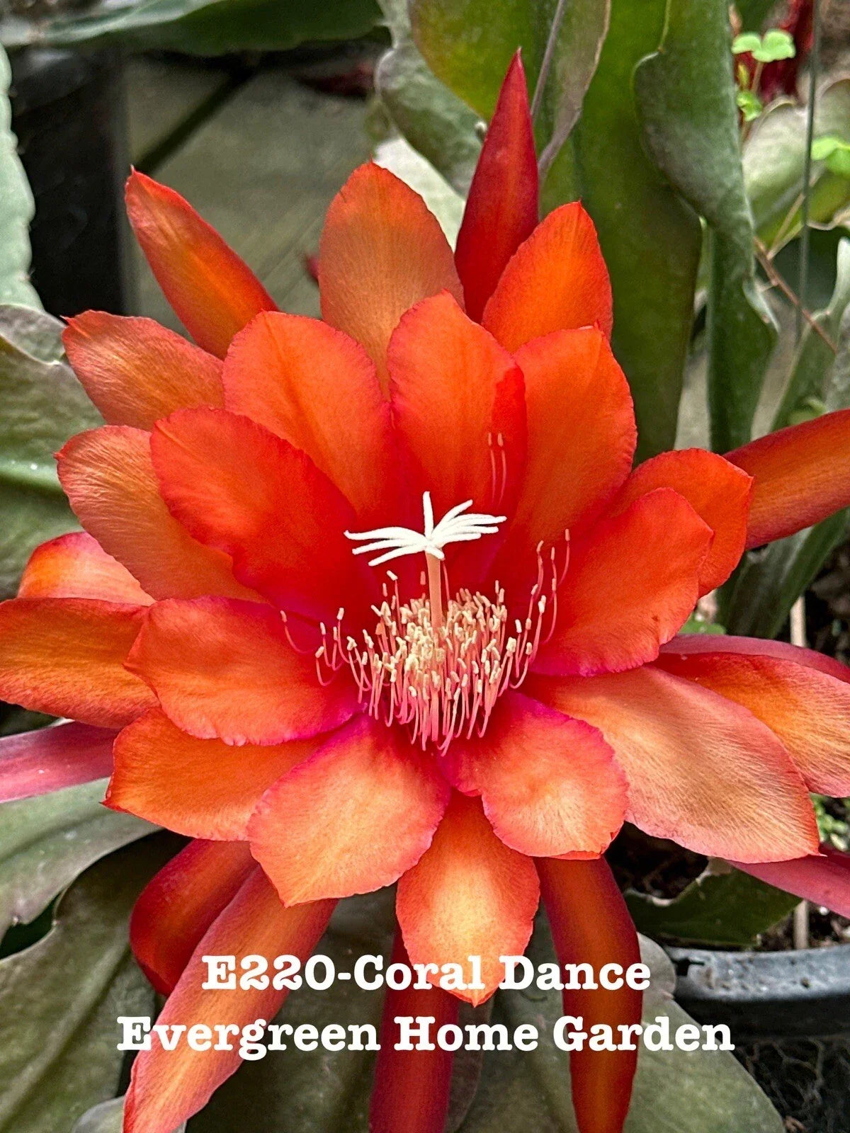 Epiphyllum Orchid Cactus Coral Dance 4-Inch Starter Pot, Exotic Indoor Houseplant, Succulent, Rooted Plant, Unique Flowering Plant