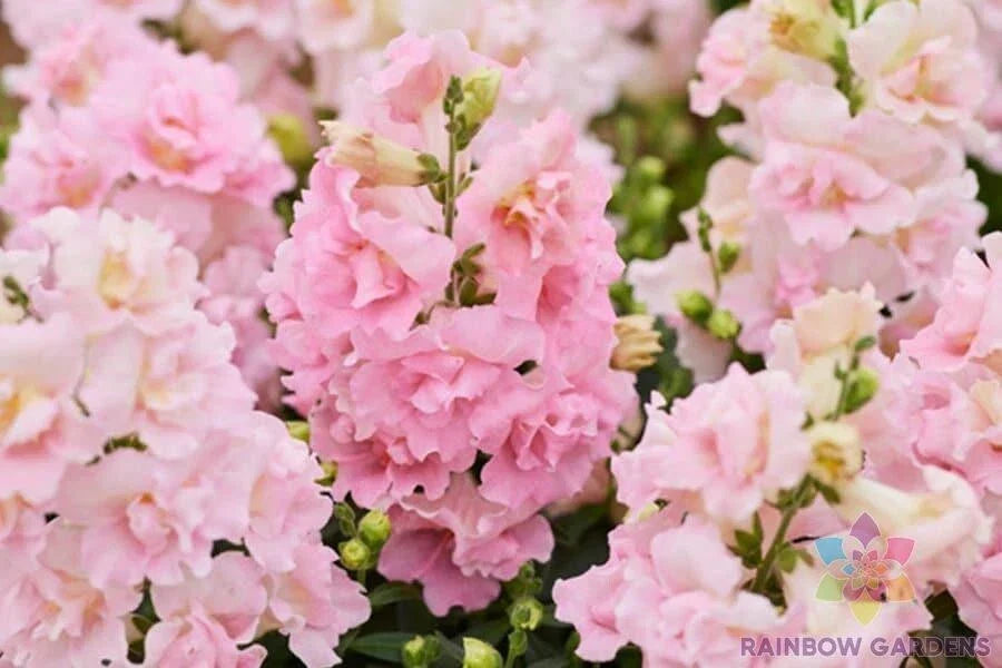 Twinny Rose Snapdragon Seeds - 1000+ Antirrhinum majus Garden Flower Seeds for Borders & Containers