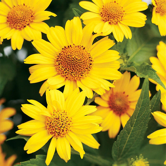 Ox-Eye Sunflower Seeds | Perennial Wildflower | Helianthus radula | Vibrant Yellow Blooms for Pollinators