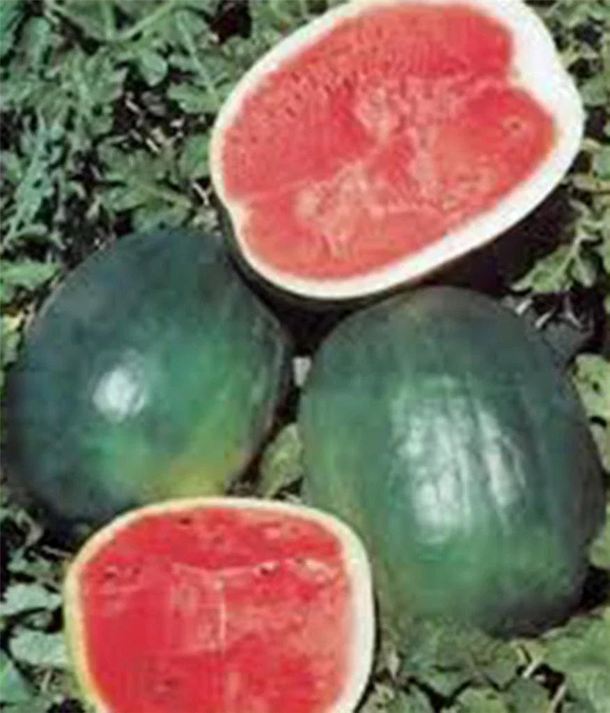 Watermelon Seeds Pack of 100 Black Diamond Heirloom Citrullus lanatus Non-GMO Juicy Melon Seeds for Garden