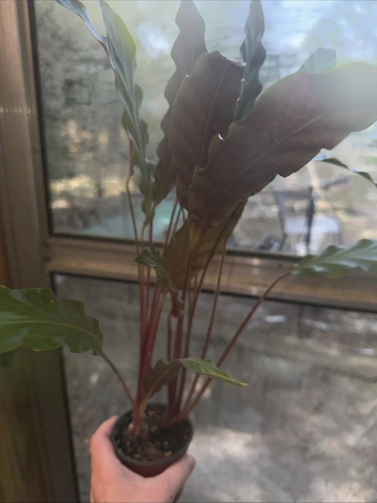Furry Feather Calathea Plant in 4” Pot | Calathea rufibarba | Indoor Houseplant, Low Light Tolerant, Easy Care