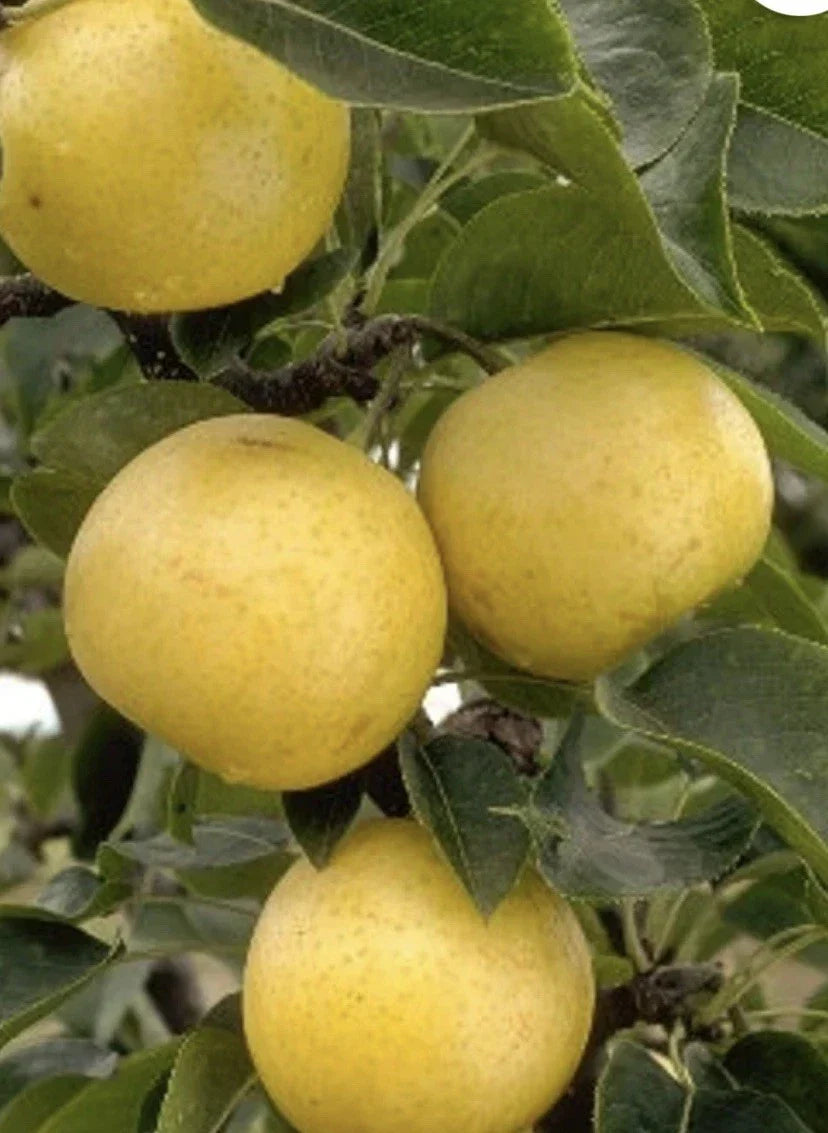 20th Century Pear Cuttings – 4 Yellow Round Crispy Juicy Pyrus communis Fruit Tree Clippings