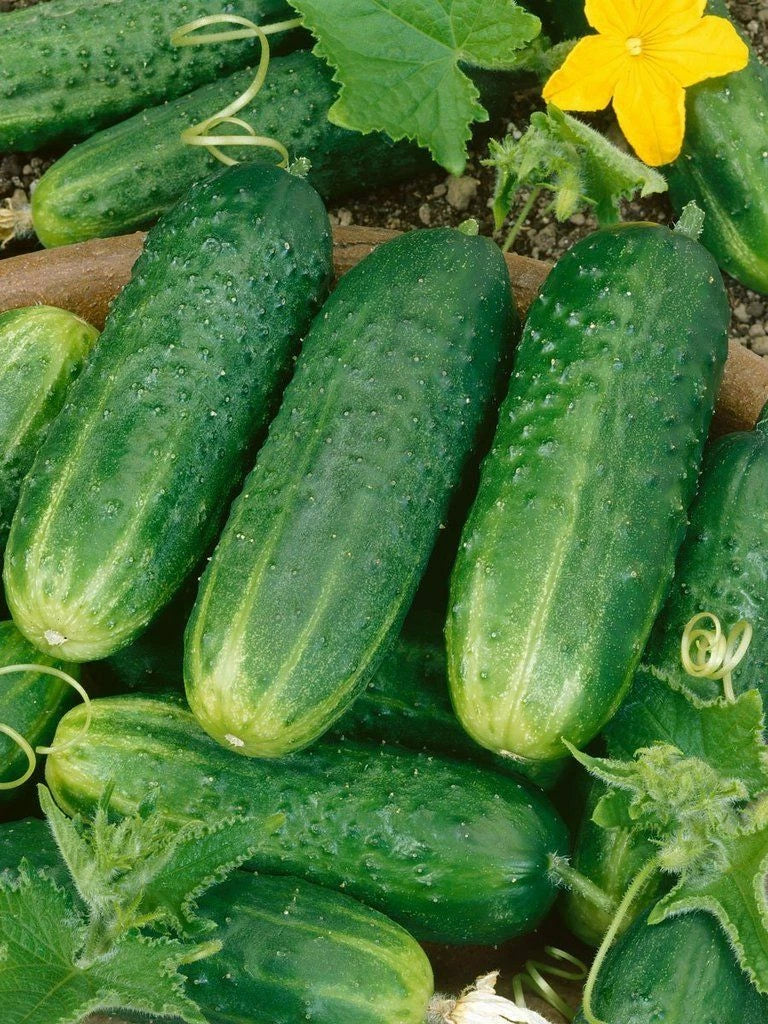 Cucumber Seeds - County Fair Pickling Variety - Cucumis sativus - Heirloom, Vining, Full Sun, Pack of 25 Seeds