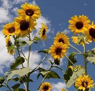 Helianthus annuus Sunflower Seeds - 1,000 Count, Henry Wilde Variety, Bright Yellow Blooms, Attracts Pollinators, Drought Tolerant