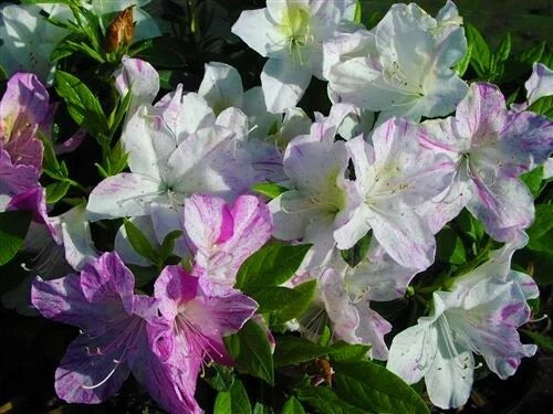 Azalea Starter Plant - White with Purple Stripes - Rhododendron 'Audrey Marie' - Garden Border or Focal Point