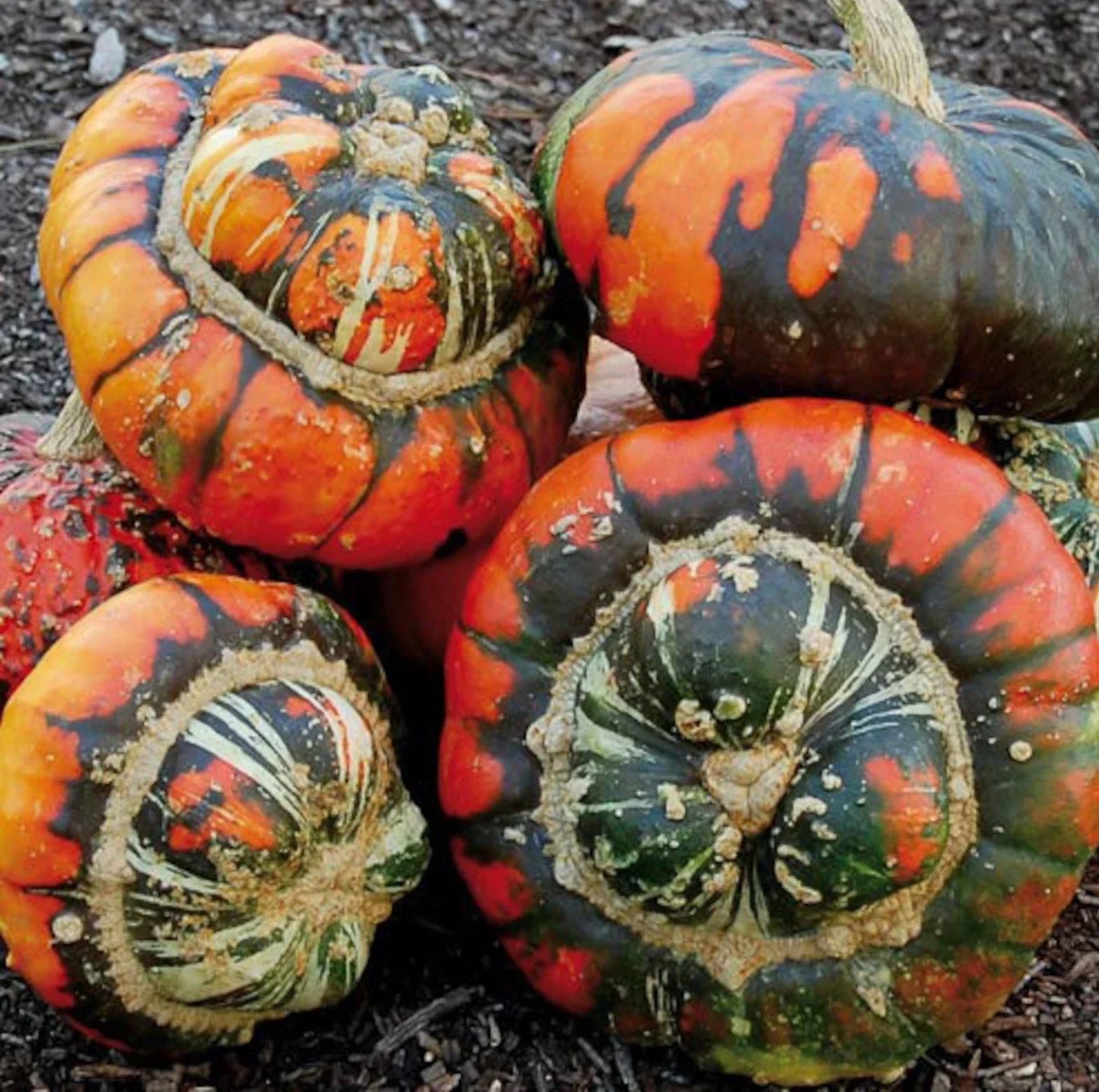 Turk's Turban Pumpkin Seeds - 50 Organic Heirloom Non-GMO Cucurbita maxima for Fall Decorations & Culinary Use