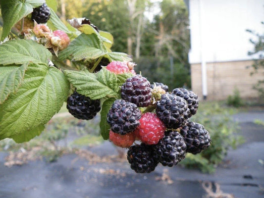 Ohio Treasure Black Raspberry Plant – Everbearing, Non-Dormant, Rubus occidentalis, Berries, Home Garden
