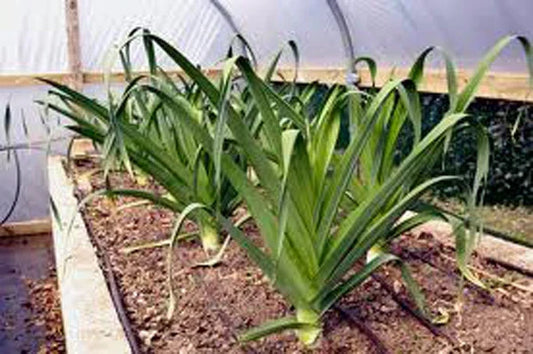 Leek Seeds - American Flag Heirloom Variety - Allium ampeloprasum - Crisp Sweet Flavor - 25+ Seeds for Culinary Gardening