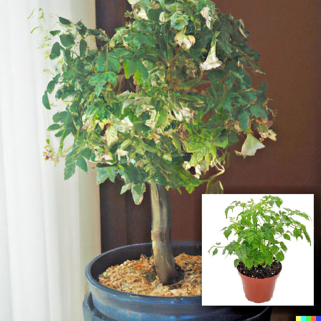 Radermachera sinica Tree Seeds - 15 China Doll Indoor Bonsai Seeds - Exotic Houseplant for Home Gardening