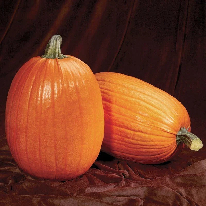 Pumpkin Seeds Pack - Captain Jack Heirloom Cucurbita pepo Non-GMO, Garden Planting, Vining, Full Sun