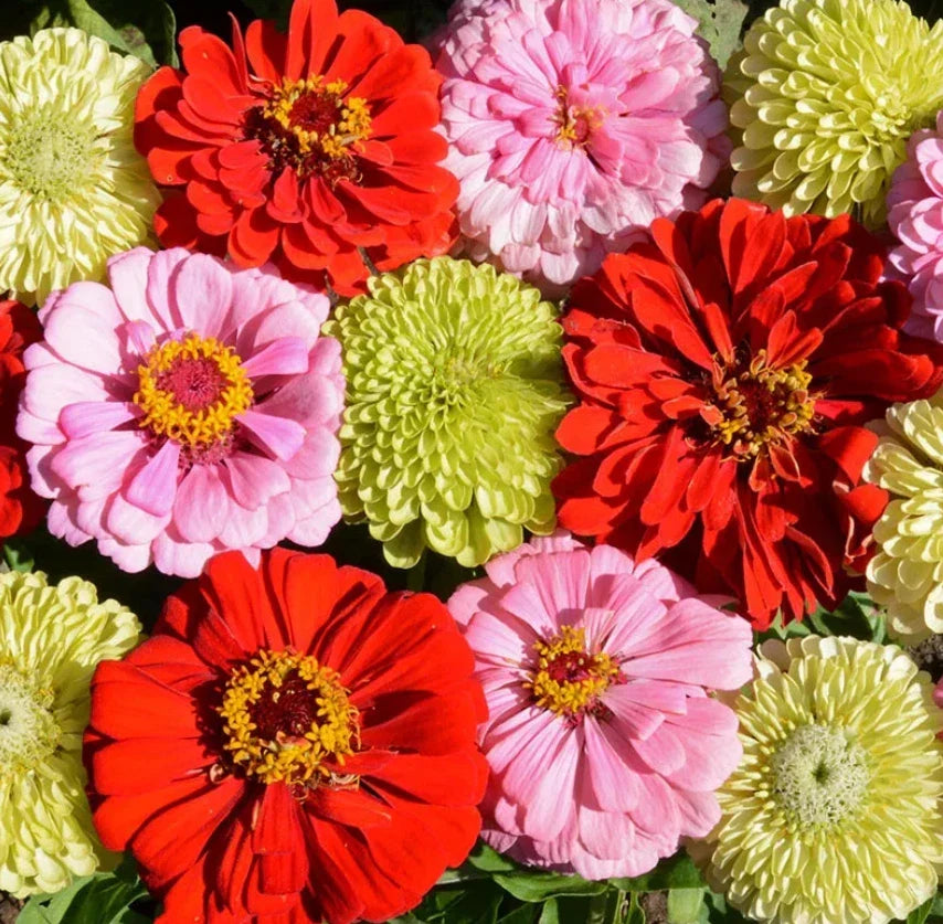 Zinnia Seeds Pink Lemonade Mix Non-GMO for Butterflies, Songbirds & Hummingbirds – 100 Seeds, Zinnia elegans, Easy to Grow