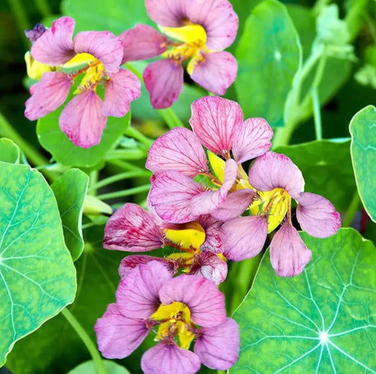 Nasturtium Seeds - Purple Emperor Edible Flowers - Heirloom, Non-GMO, Culinary Garnish, Tropaeolum majus, 15 Seeds