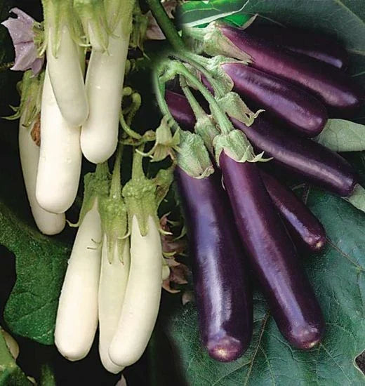 Eggplant Seeds - Asian Chinese Long Purple & White - Solanum melongena - Tender, Long, Slender, Non-GMO, Full Sun, 50 Pack