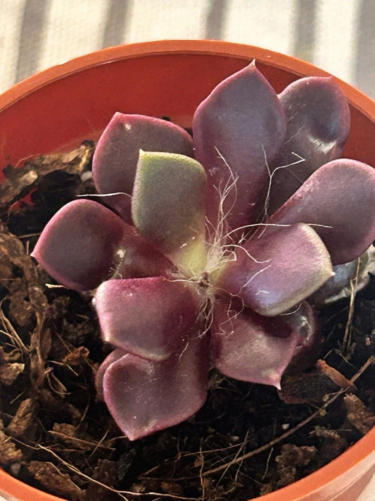 Live Succulent Plant 2 Inch Pot Anacampseros rufescens Fully Rooted Fleshy Leaves Indoor Garden