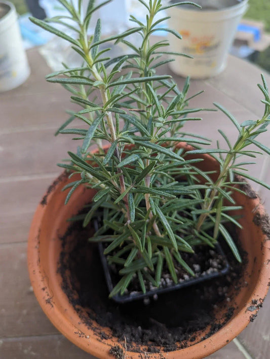 Lot of 2 Rosemary Cuttings Live Plants 5-8” Rooted Bare Root Salvia rosmarinus Aromatic Culinary Herb