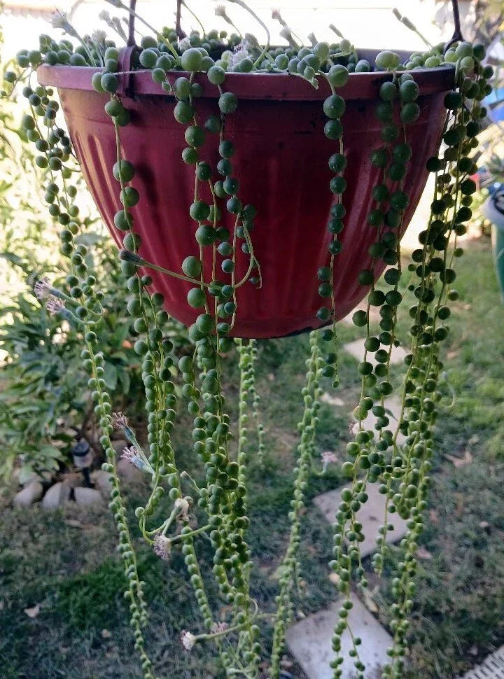 Cactus Cutting - Succulent Propagation Plant - Unique Variety for Home Decor & Gardening - Opuntia or Echinopsis