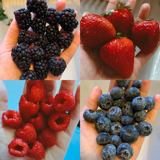 Mixed Berry Seeds Pack - Organic Non-GMO Fruit Seeds for Garden, Containers, and Raised Beds - Includes Strawberries, Blueberries, Raspberries, Blackberries