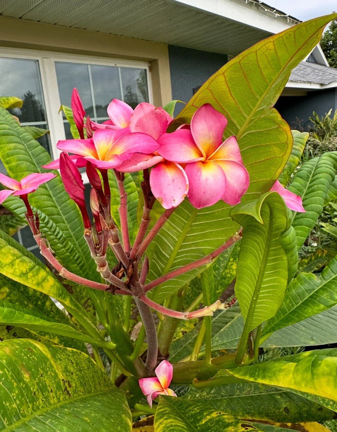 Plumeria Cutting Tropical Flowering Plant Frangipani Plumeria spp. Garden Patio Decor