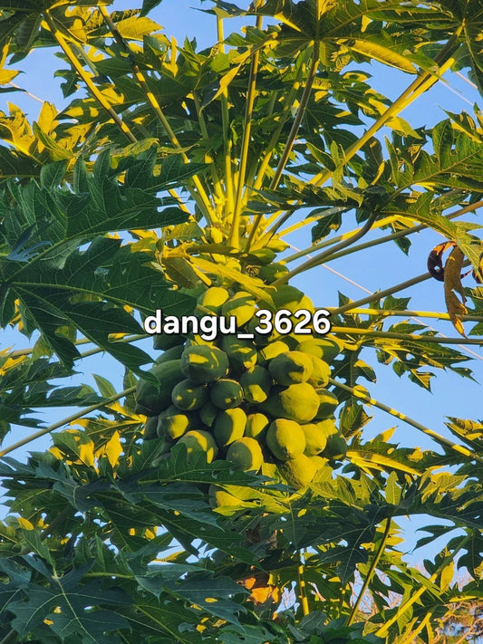 Hawaiian Papaya Tree Live Plant 5-10 Inches Carica papaya Tropical Fruit Tree Sweet Gold Fruit