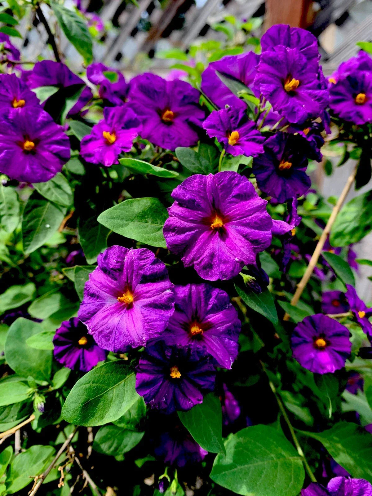 Kangaroo Apple Live Perennial Plant 6 to 8 Inch Lycianthes rantonnetii Green Foliage Indoor/Outdoor Garden
