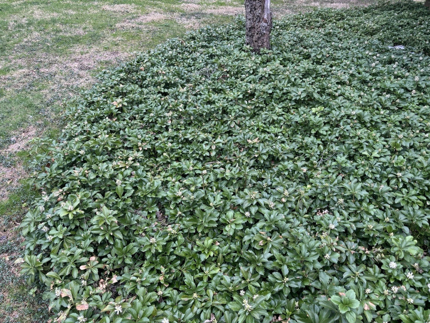 Pachysandra Ground Cover Plants – 20 Well-Established Roots – Pachysandra terminalis – Evergreen Shade Garden Plants