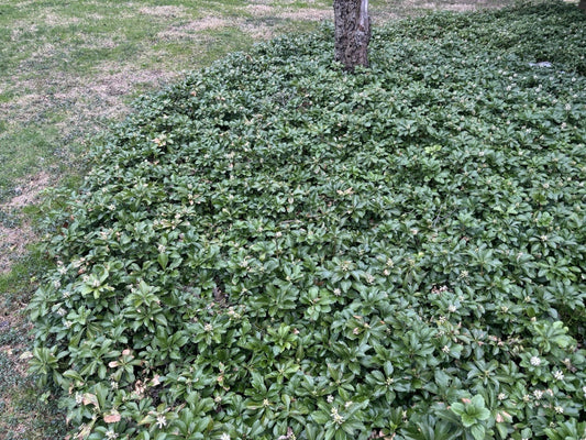 Pachysandra Ground Cover Plants – 20 Well-Established Roots – Pachysandra terminalis – Evergreen Shade Garden Plants