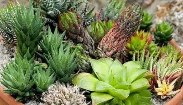 30Pcs Mixed Haworthia Succulent Seeds - Indoor Plant Variety for Home Gardening - Easy to Grow, Pet Safe, Decorative Indoor Plants