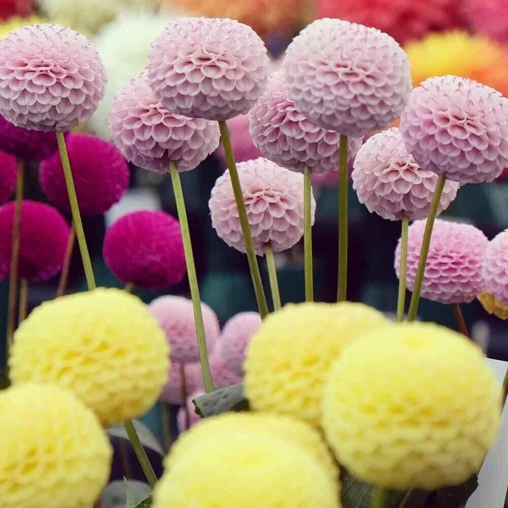 25 Pompom Dahlia Seeds - Vibrant Perennial Flower Seeds for Garden Beds & Containers - Dahlia pinnata