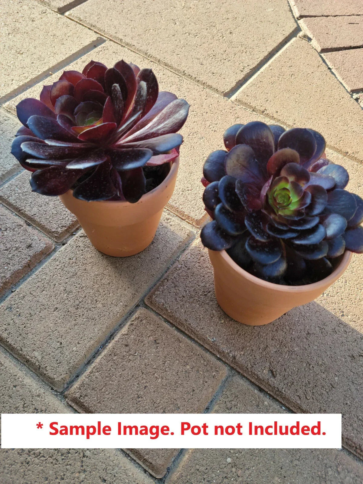 Black Rose Aeonium Arboreum Succulent Cuttings 6-8" | Dark Purple Indoor Garden Plants 24 Pack