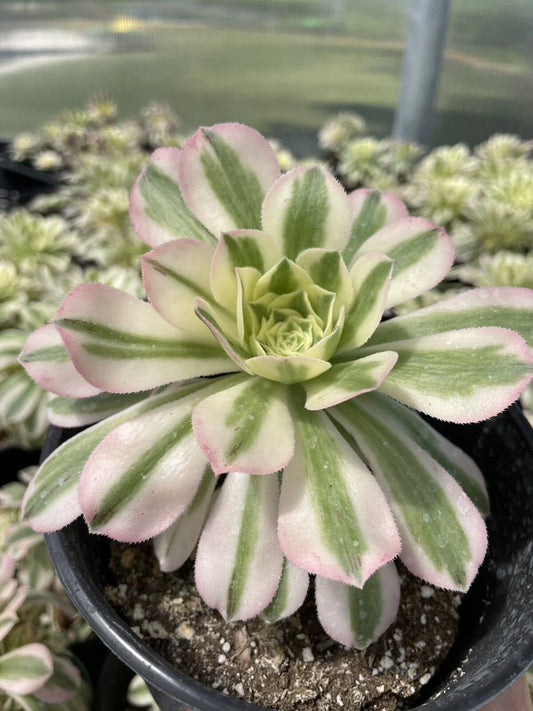 Live Succulents 3.5” Aeonium arboreum 'Variegatum' Variegated Maybach Cutting Indoor Outdoor Plant