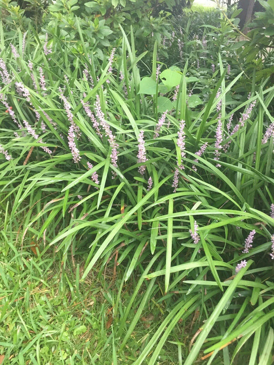 Monkey Grass Plants - 100 Bare Root Liriope muscari Evergreen Border Plants for Landscaping and Ground Cover