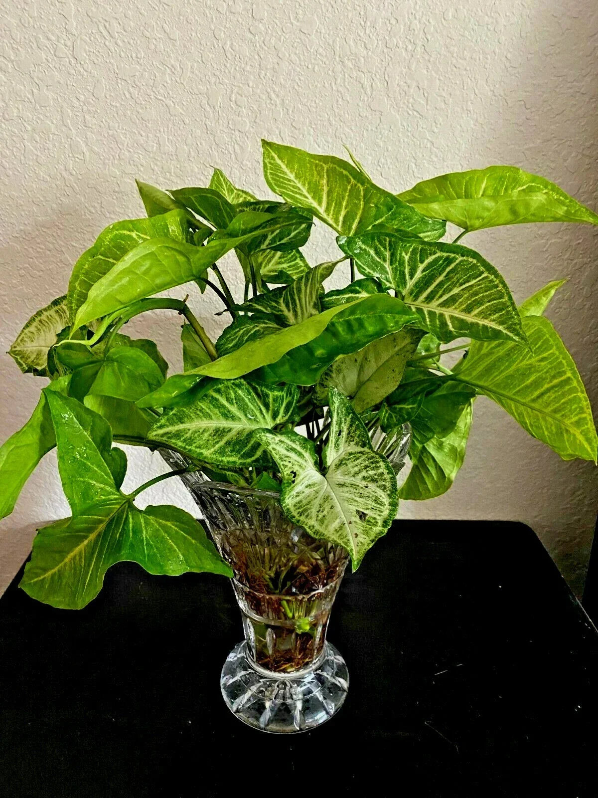 Syngonium Podophyllum 'White Butterfly' Starter Plants – 4 Rooted Arrowhead Indoor Houseplants, Variegated Green and White Foliage