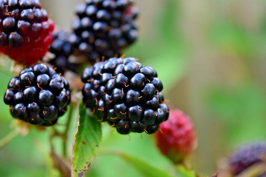 Organic Blackberry Cuttings, Thornless Apache Variety, 4 Pack, Rubus fruticosus, Ready to Root, Home Garden, Small Farm
