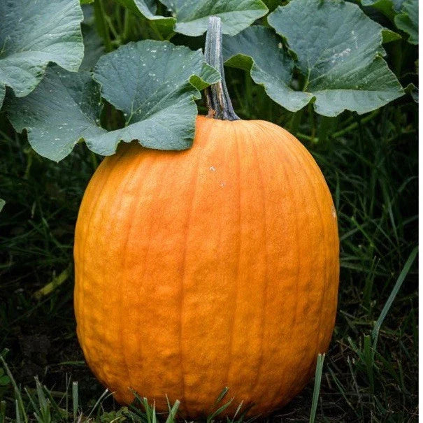 Connecticut Field Pumpkin Seeds - Non-GMO Heirloom Cucurbita pepo, 25+ Pack for Growing Large, Carving, Fall Decorations