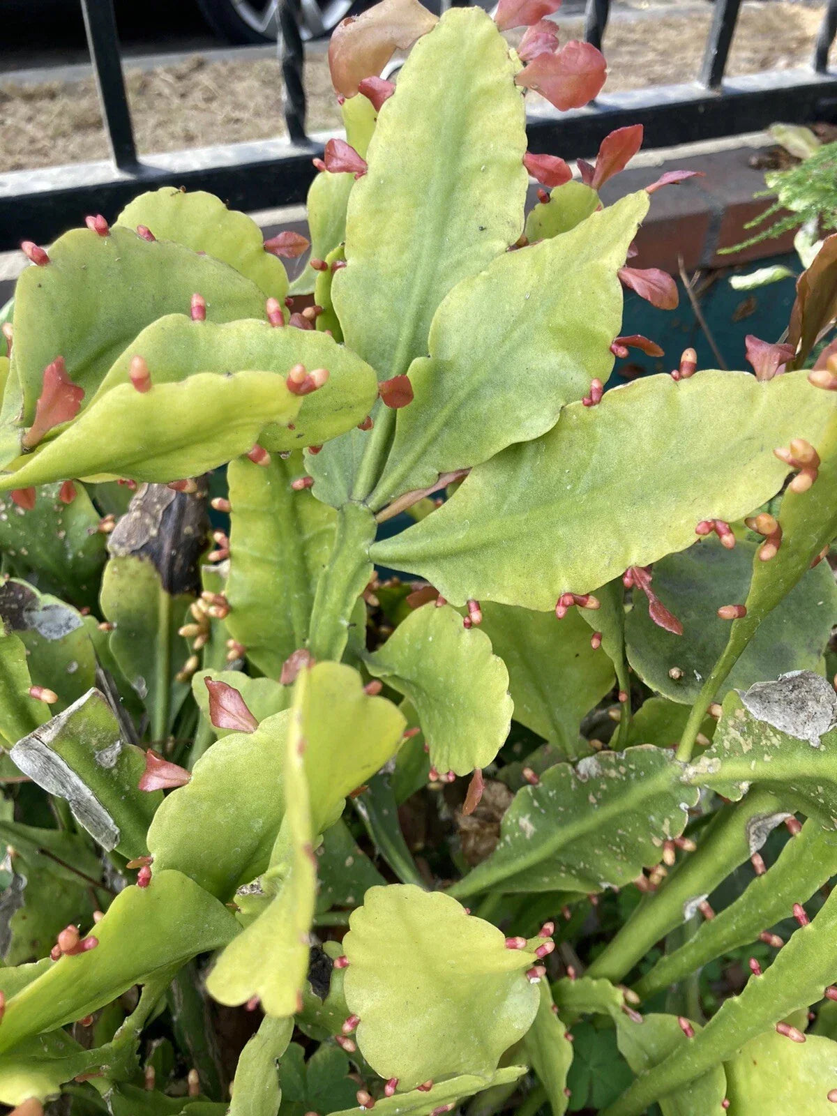 Rare Rhipsalis goebeliana Cuttings – 4 Jungle Cactus, Unique Indoor Plant, Exotic Succulent, Collector’s Plant, 6-inch long