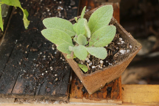 Live Mullen Plants in 4-Inch Pots, Verbascum thapsus, Perennial Garden Flowers for Pollinator-Friendly Landscaping