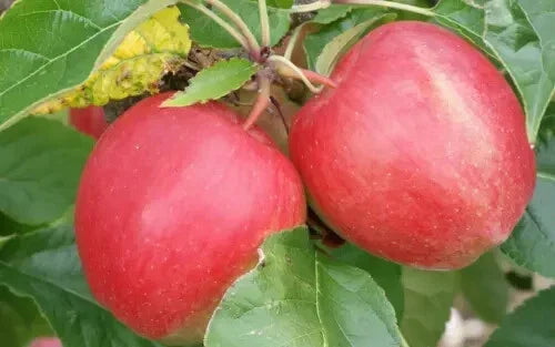 Saturn Apple Seeds - 25+ Heirloom Malus domestica 'Saturn' for Backyard Garden Planting, Organic, Non-GMO, USA Grown