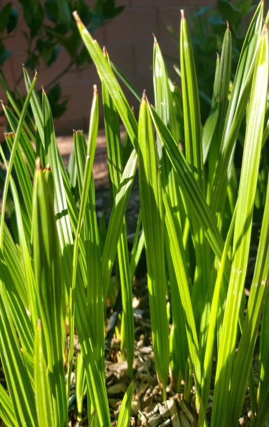 Medjool Date Palm Tree Seedlings 8+ In Phoenix dactylifera Edible Food Plant Sapling for Garden or Landscape