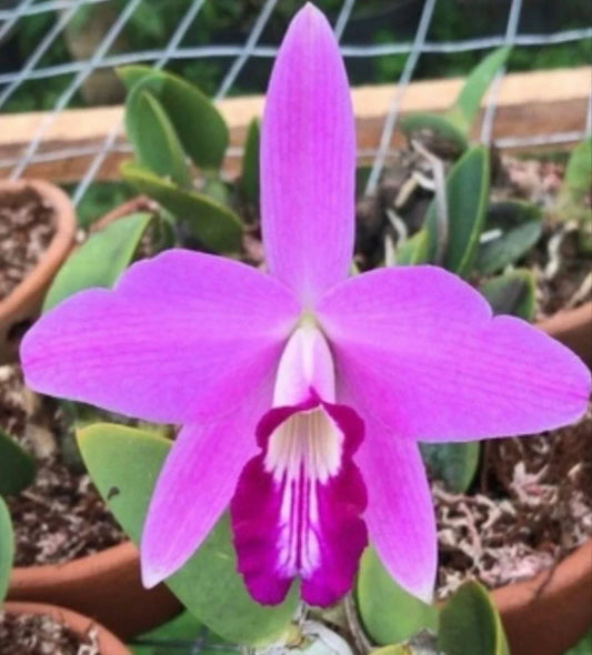 Live Orchid Plant - Bare Root Laelia sincorana - Exotic Flowering Orchid - Imported Epiphytic Orchid for Indoor & Outdoor Cultivation