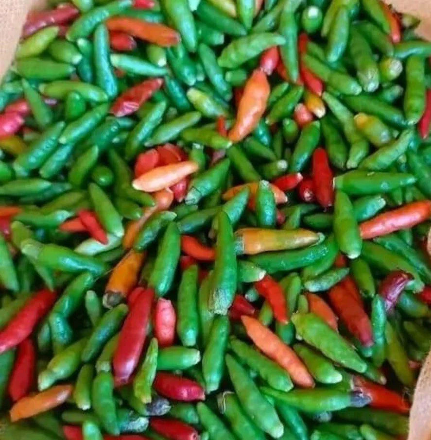 Bird's Eye Chili Pepper Seeds - Non-GMO Capsicum annuum Siling Labuyo for Spicy Dishes, Home Garden, Container Growing, 30+ Seeds