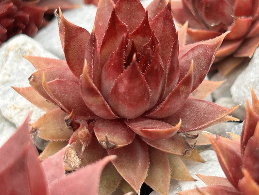 Live Sempervivum Succulent Plant - Red Beauty Variety - Drought & Cold Tolerant Indoor & Outdoor Garden Plant