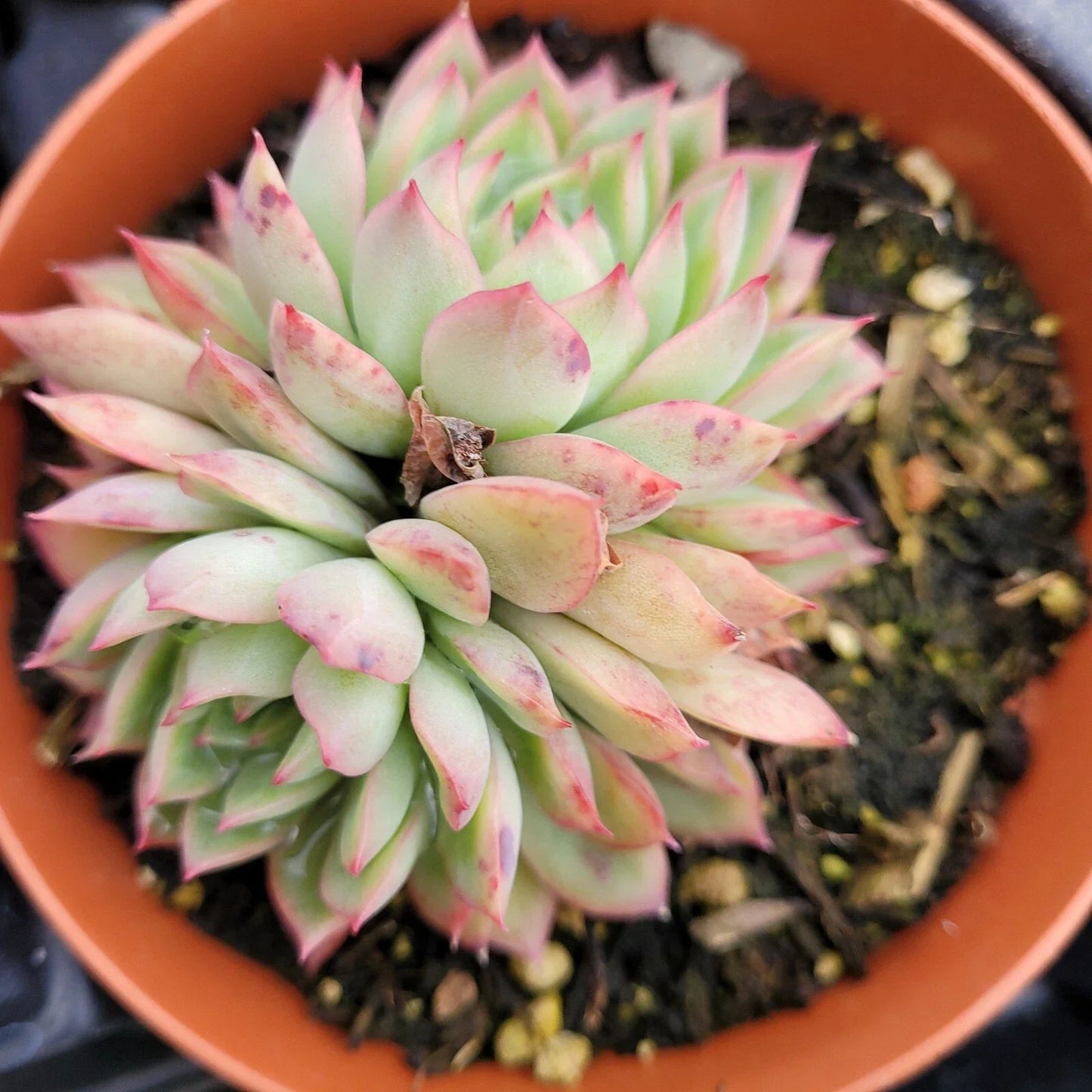 Echeveria Mebina Succulent Bare Root 4" – Rare Rosette Live Plant, Drought-Tolerant, Indoor/Outdoor, Low Maintenance, Succulent Plant