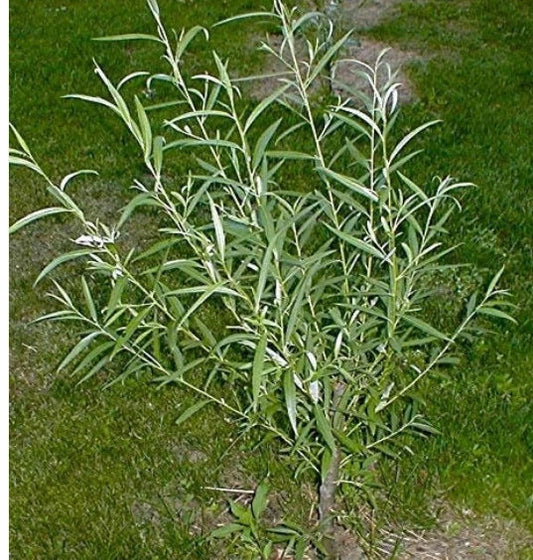 Jumbo Hybrid Willow Cuttings 6 Pack | Fast-Growing Salix × sepulcralis for Privacy Screens & Landscaping