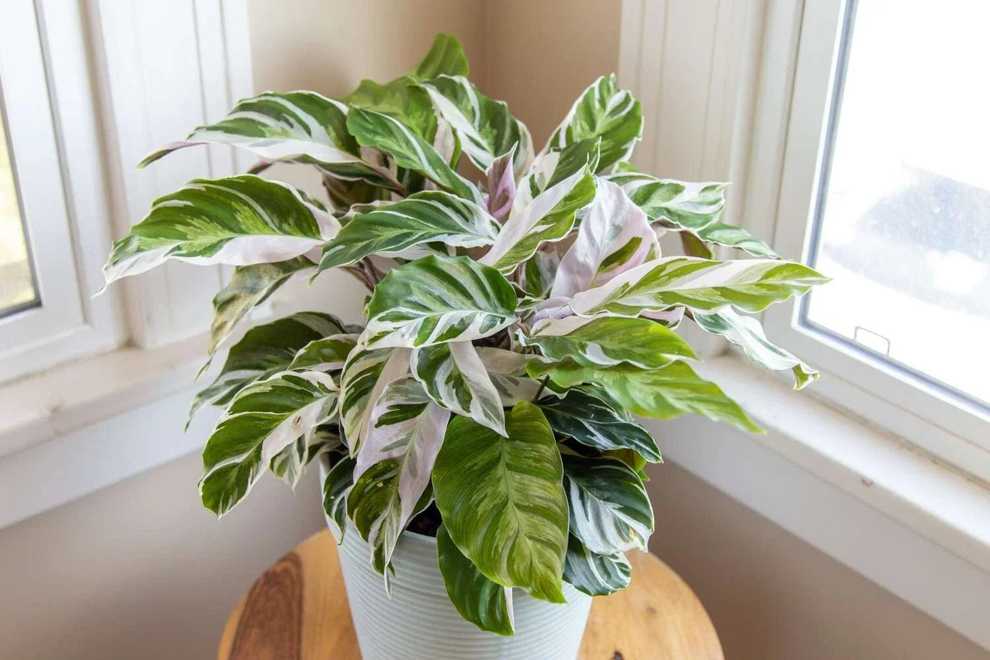 Calathea Seeds - White Fusion Variety, Indoor/Outdoor Planting, Calathea 'White Fusion', Perennial Herbaceous Plant